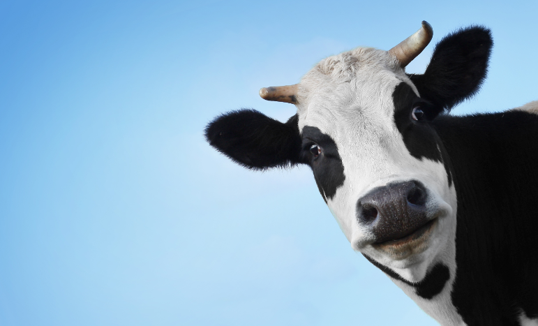 cow-milk นมวัว